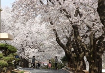 강남영상미디어고 벚꽃 축제
