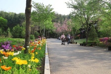 용인,가정의 달 봄나들이 용인에서 즐기세요