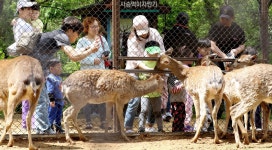 꽃사슴이 돌아왔어요