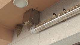 남북정상 2차 깜짝회담 뒤 … 제비는 알까