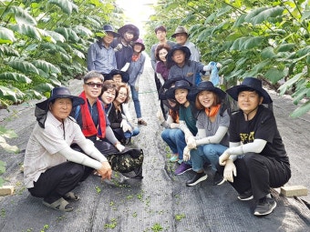 情 넘치는 수원농기센터 2년째 포도농가 일손돕기