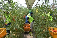 경기농협.경기도농업기술원 임직원, 농촌봉사 활동