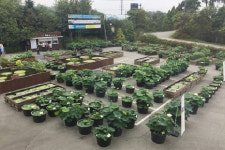 용인,한택식물원 전세계 100여 가지 열대수련의 만남