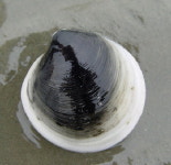 조개 맛 떨어지는 7월, 봉골레를 찾아라