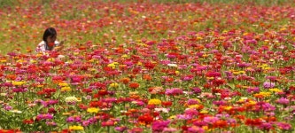 초지대교 삼거리 100일의 축복