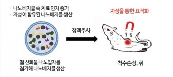 철산화물 함유 나노베지클로 척수손상 치료 가능성 제시