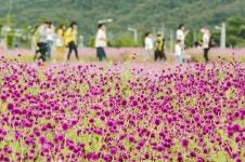 양주 천만송이 천일홍 축제 성황리에 마무리