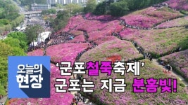 [오늘의 현장]군포철쭉축제, 군포는 지금 분홍빛!