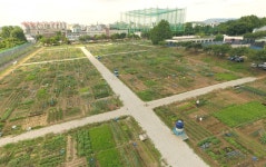 수원 명소 된 시민농장 판 키우고 싶어도 찜찜