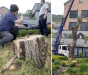 건물 가린다 … 상가 앞 수십년 미루나무 싹둑