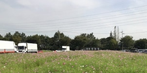 안산시 신길동, 아름다운 코스모스 구경오세요