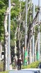 신록의 5월 인천 남동산단 가로수는 한겨울... 돈이 웬수