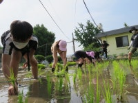 양주만면초 양덕분교장 거리두기 속 모내기 체험