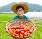 실한 토마토 5일만 4㎏ 만원 퇴촌면 세일즈맨 된 광주시장