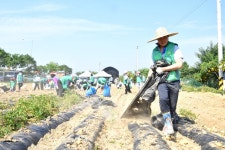 새마을운동 하남시지회, 어려운 이웃 돕기 위한 나눔의 감자 수확 행사 가져