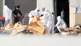 [포토] 김포시, 고병원성 조류인플루엔자(AI) 양성판정…가금류 살처분①