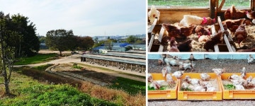 [산안마을 관련 시민 토론회]예방적 살처분, 정말 괜찮은가요?