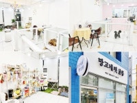 애견미용실 여러 군데 다녀 봤는데, 여기 정착하려고요! 대구 수성구 만촌동 망고네펫살롱 권도연 대표