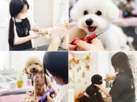 애견미용실 여러 군데 다녀 봤는데, 여기 정착하려고요! 대구 수성구 만촌동 망고네펫살롱 권도연 대표