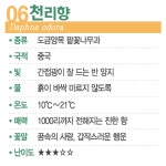 [숲터뷰2 ⑥] 멀리서 보아야 예쁘다, 독 품은 천리향