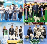 한국 애견 미용의 역사, 광주 동구 비숑프리제 미용 진영선국제애견미용학원 진영선 원장