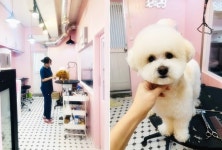 반려견은 모두 죄가 없다, 내 가족처럼 사랑으로 돌보는 부산 수영구 애견미용 아가삐 조민경 대표