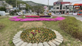 광주시 오포읍, 봄꽃 식재 통해 주민들에게 다양한 볼거리 제공