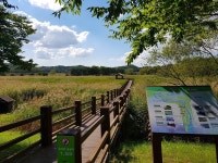 힐링 명소  안산갈대습지 일부 개장…탐방객 맞이