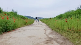 연천군 중면 돌무지 십리꽃길을 감상해 보세요
