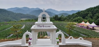 포천 허브아일랜드 라벤더 축제 허브정원 한눈에