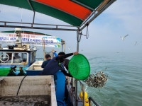화성시, 국화도 도리도 입파도에  조피 볼락 종자 100만 미 방류