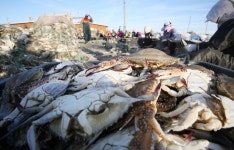 꽃게철 앞두고 연평도 안전조업 대책반 구성