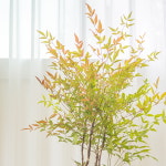 [숲터뷰2] 18. 남천과 함께 사계절이 입주했다