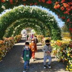 연천온골유치원 국화와 함께 산책놀이 체험