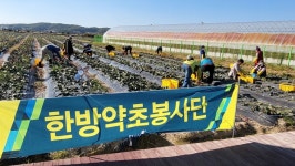 파주 한방약초봉사단, 평화농장 천년초 수확 일손돕기