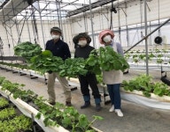 파주 스마트팜 농장 고추냉이 재배 성공…농가 희소식