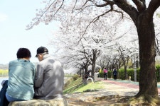 가족과 꽃비 맞으러 오세요…안산 주요공원 벚꽃 만개 장관