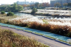 오산시, 오산천 물억새 정비사업 추진
