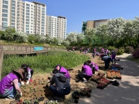 안산시 신길동, 신길천에 임파첸스 4000포기 꽃길 조성