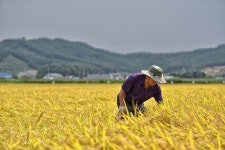 [천년밥상 경기米이야기, 농쌀직썰] 제 11화 경기도 곡창지대를 가다-김포편