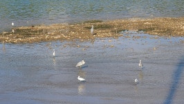 용인환경정의, 경안천 여름 철새 모니터링..멸종위기야생생물 2급 흰목물떼새 5개체 확인