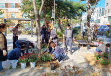 안산시 초지동 둔배미마을 파도 공원에 국화, 왕수선화 등 가을꽃 구경 오세요