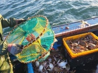 돌아온 꽃게철, 대청도 웃고 연평도 울고