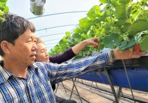 양주골 참새벽 딸기 첫 수확...2만원에 판매