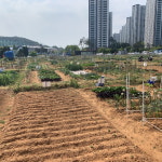 안산시, 다음달 2∼4일 주말농장 4곳 3460구획 분양신청 접수