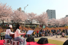 오산시 특별공연 예술이 흩날리는 「벚꽃 It Day」 in 오산천…시민들 가득 차