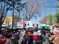 안산시 사이동, 도자기와 함께하는 사이동 감골 벚꽃 축제 개최