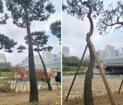 좋은 소나무 뽑고 값싼 나무로 바꿔치기 눈살