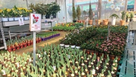 김포산림조합, 통진에 나무시장 개장