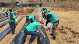 안산 부곡동 새마을협의회, 사랑의 감자 심기 행사